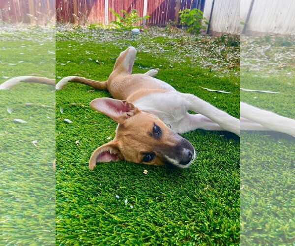 Medium Photo #3 Mutt Puppy For Sale in Sandy, UT, USA