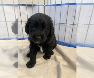 Miniature Labradoodle Puppy for sale in MESA, AZ, USA