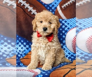 English Cream Golden Retriever-Poodle (Miniature) Mix Puppy for sale in AIRVILLE, PA, USA