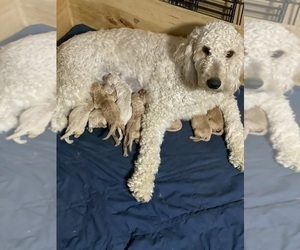 Mother of the Goldendoodle puppies born on 09/08/2022