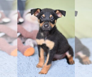 Dachshund-Unknown Mix Dogs for adoption in The Woodlands, TX, USA