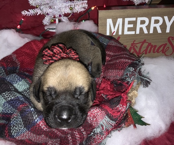 Medium Photo #1 Mastiff Puppy For Sale in TITUSVILLE, FL, USA