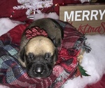 Small Photo #1 Mastiff Puppy For Sale in TITUSVILLE, FL, USA