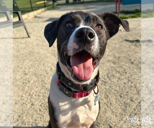 Medium Photo #10 Borador Puppy For Sale in Washington, DC, USA