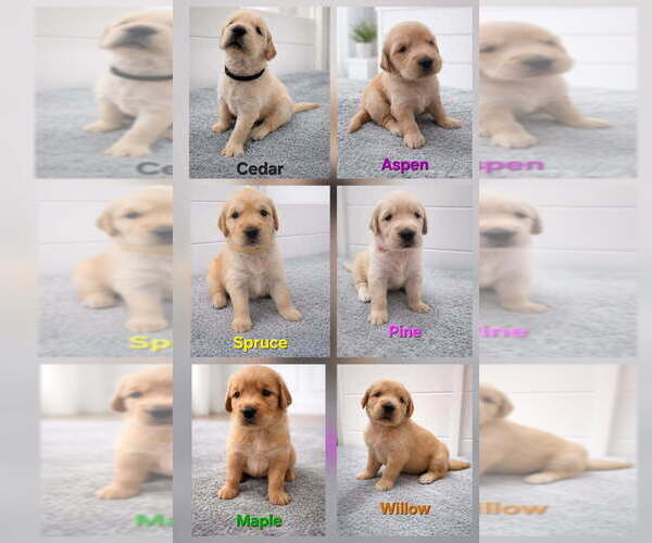 Medium Photo #1 Golden Retriever Puppy For Sale in GROVETOWN, GA, USA