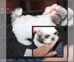 Image preview for Ad Listing. Nickname: LilGirl Trinket