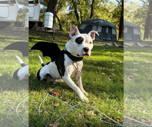 Medium Photo #9 American Pit Bull Terrier-Unknown Mix Puppy For Sale in Grafton, WI, USA