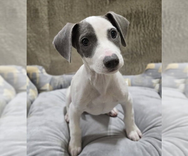 Medium Photo #10 American Pit Bull Terrier-Dachshund Mix Puppy For Sale in Lakewood, CO, USA