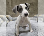 Small #9 American Pit Bull Terrier-Dachshund Mix