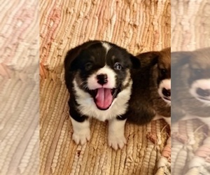 Medium Pembroke Welsh Corgi