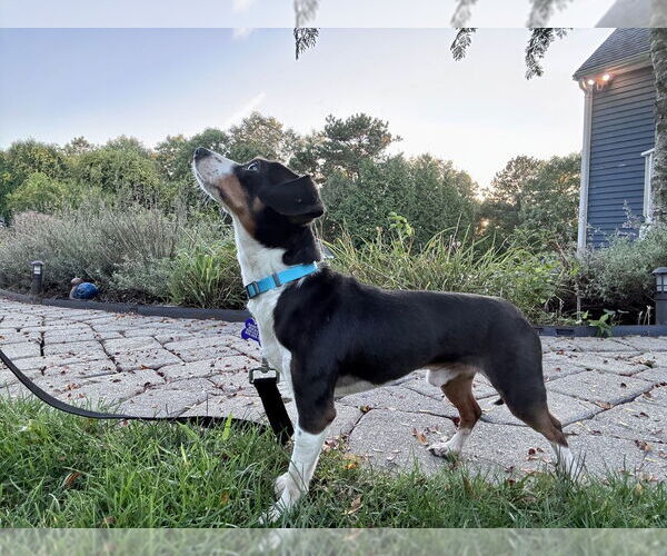 Medium Photo #2 Chihuahua-Unknown Mix Puppy For Sale in Oak Bluffs, MA, USA