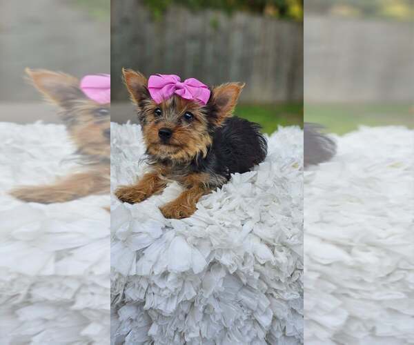 Medium Photo #1 Yorkshire Terrier Puppy For Sale in INDIANAPOLIS, IN, USA