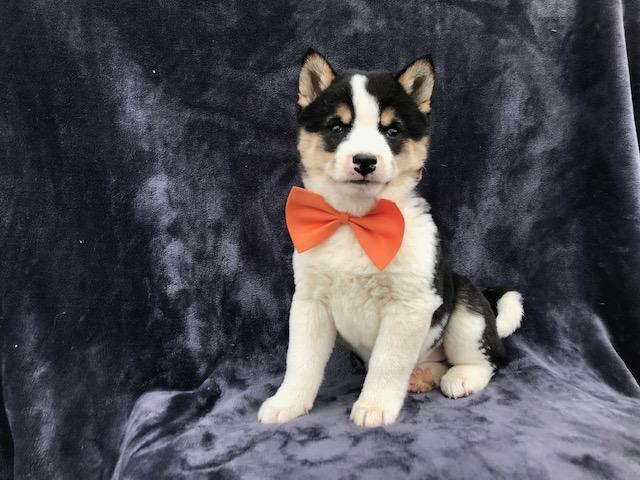 Medium Photo #16 Shiba Inu Puppy For Sale in ELDORA, PA, USA