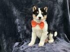 Small Photo #16 Shiba Inu Puppy For Sale in ELDORA, PA, USA