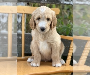 Goldendoodle Puppy for sale in MARYVILLE, MO, USA