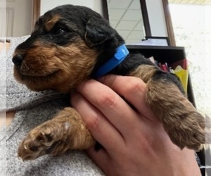 Airedale Terrier Puppy for sale in TIPP CITY, OH, USA