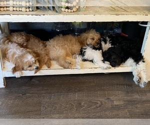 Cavapoo Puppy for Sale in MARQUAND, Missouri USA