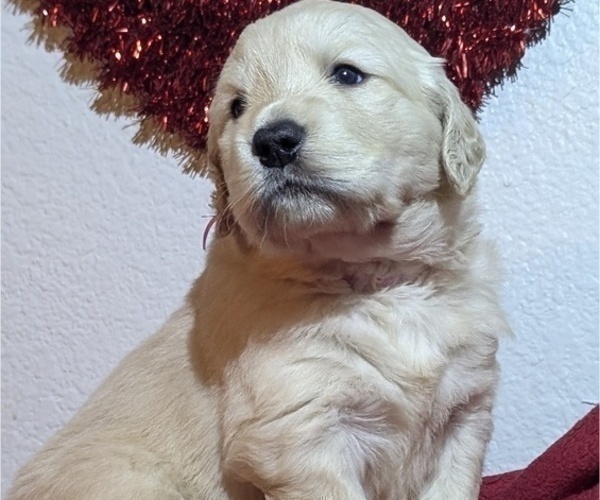 Medium Photo #9 Golden Retriever Puppy For Sale in MODESTO, CA, USA