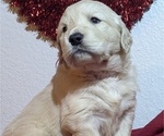 Small #8 Golden Retriever
