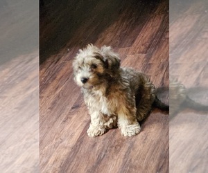 Dorkie-Poochon Mix Puppy for sale in NEWPORT NEWS, VA, USA