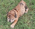 Small Photo #18 Bulldog Puppy For Sale in GREEN FOREST, AR, USA