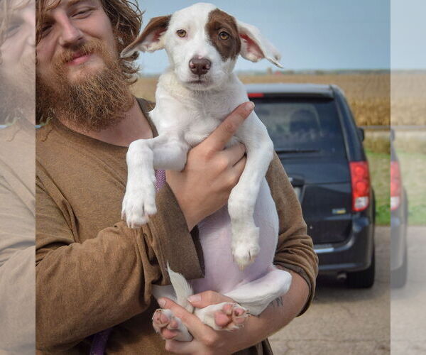 Medium Photo #4 Borador Puppy For Sale in Huntley, IL, USA