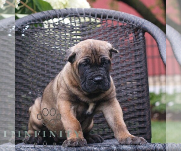 Medium Photo #4 Cane Corso Puppy For Sale in LANCASTER, PA, USA