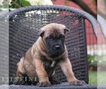 Small #3 Cane Corso