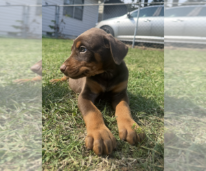 Medium Doberman Pinscher