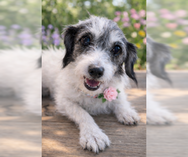 Medium Photo #2 Mutt Puppy For Sale in Oakley, CA, USA