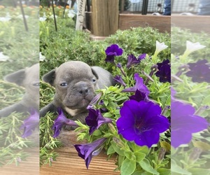 Faux Frenchbo Bulldog Puppy for sale in FREDONIA, KS, USA