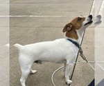 Small Photo #1 Jack Russell Terrier Puppy For Sale in APPLE CREEK, OH, USA