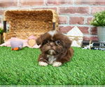 Small #3 Shih Tzu