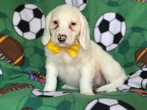 Goldendoodle (Miniature) Puppy for sale in EAST EARL, PA, USA