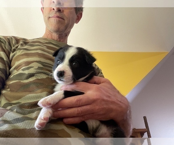 Medium Photo #5 Border Collie Puppy For Sale in KANSAS CITY, MO, USA