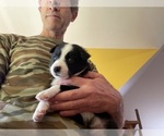 Small Photo #47 Border Collie Puppy For Sale in KANSAS CITY, MO, USA