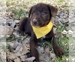 Small Photo #5 Bordoodle Puppy For Sale in FAIR OAKS, CA, USA