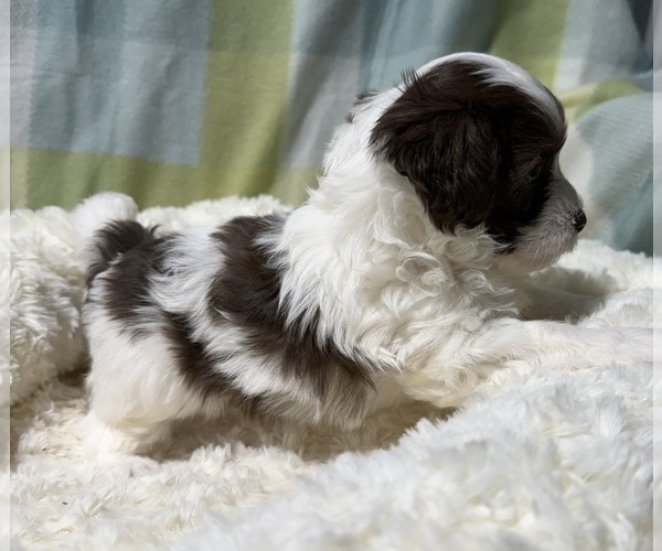 Medium Photo #7 Havapoo Puppy For Sale in GUTHRIE, KY, USA