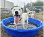 Small #5 American Pit Bull Terrier Mix