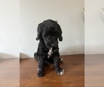 Puppy 9 Goldendoodle (Miniature)