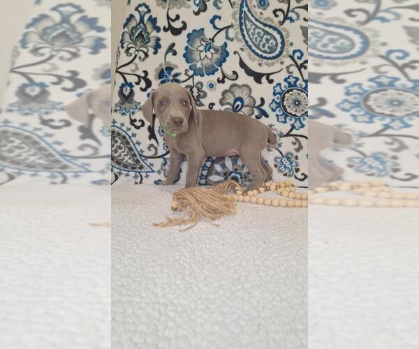 Medium Photo #29 Weimaraner Puppy For Sale in LEWISBURG, KY, USA