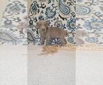 Small Photo #29 Weimaraner Puppy For Sale in LEWISBURG, KY, USA