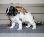 Small #4 Cocker Spaniel