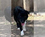 Falcon - Male Border Collie Dog for Adoption - Small photo