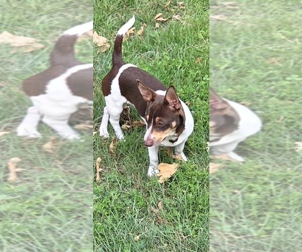Medium Photo #1 Teddy Roosevelt Terrier Puppy For Sale in PINCKNEYVILLE, IL, USA