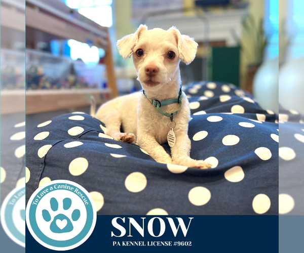 Medium Photo #9 Maltese-Unknown Mix Puppy For Sale in Kimberton, PA, USA