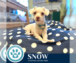 Small #8 Maltese Mix