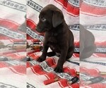 Small Photo #11 Labrador Retriever Puppy For Sale in MERIDEN, KS, USA