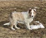 Small #4 Shetland Sheepdog