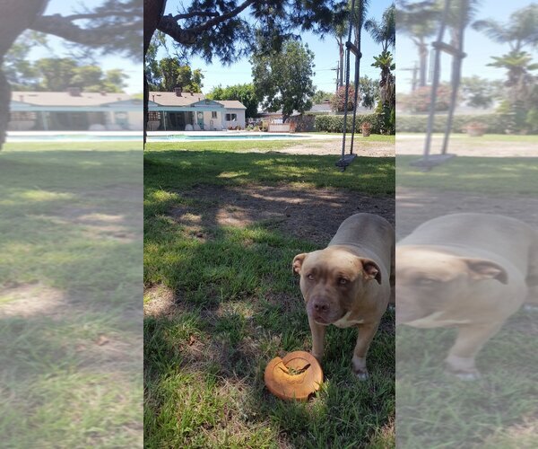 Medium Photo #2 American Pit Bull Terrier-Unknown Mix Puppy For Sale in Dana Point, CA, USA